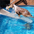 Pool Ramp for Dogs O787