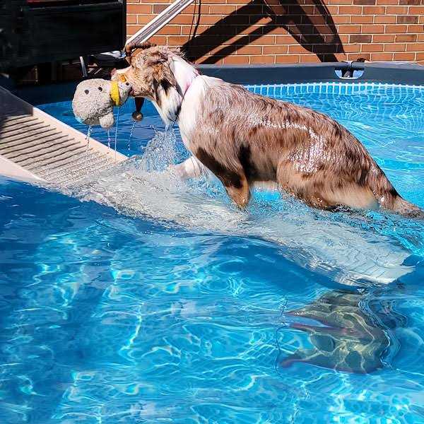 Pool Ramp for Dogs O787