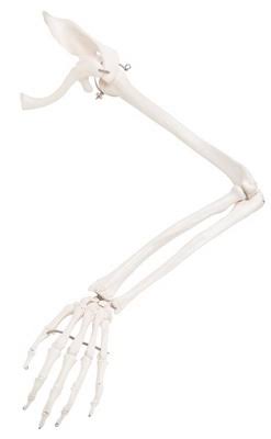Arm Skeleton Model with Scapula and Clavicle D23277