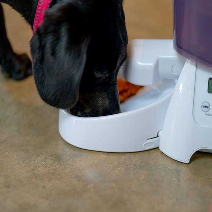 Automatic Dry Pet Food Feeder G179123