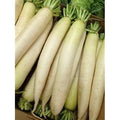 Daikon Radish Seed - 20 lbs. G276029