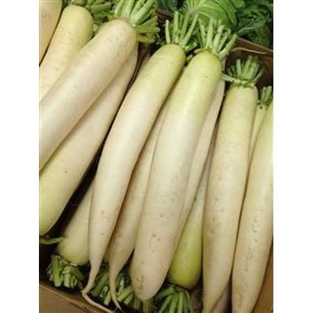 Daikon Radish Seed - 20 lbs. G276029