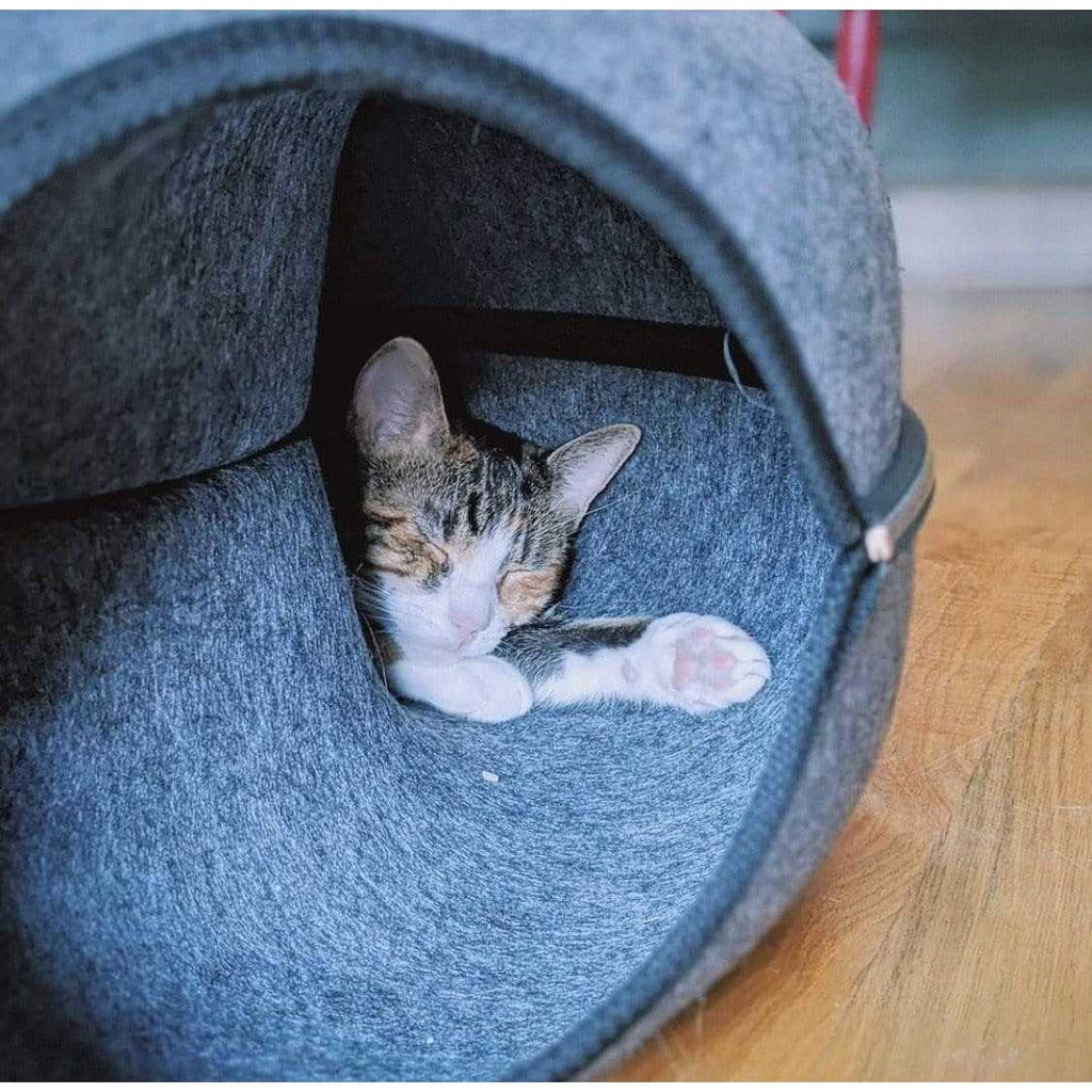 Cat Hideaway Cave Z474377