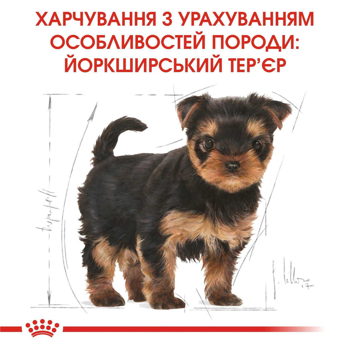 Dog Food Yorkshire Terrier Junior Dry Mix 1.5kg V190