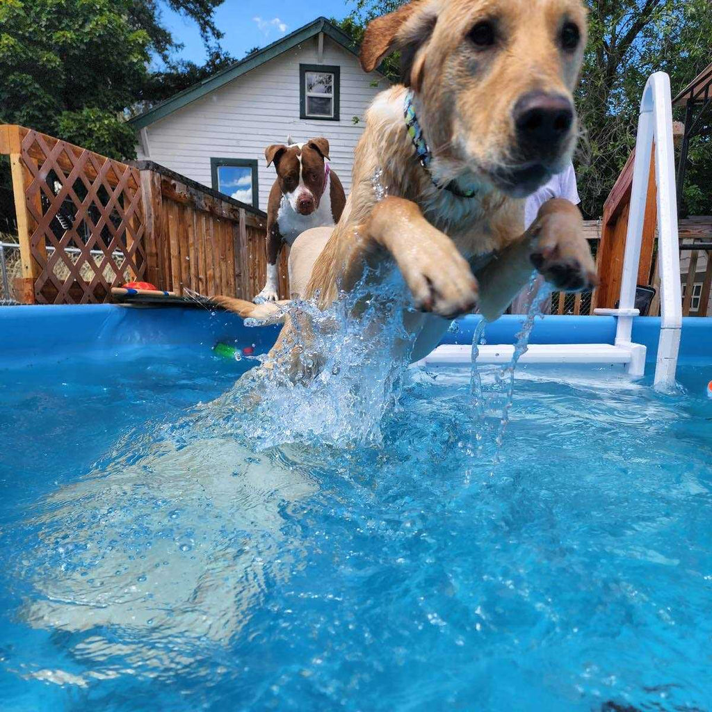 Pool Ramp for Dogs O787