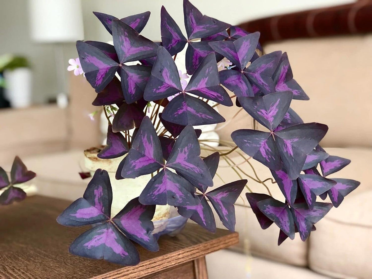 10 Purple Shamrock Bulbs D76065