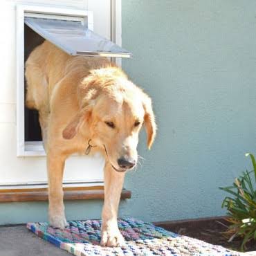 Tan Double Flap Pet Door E430381