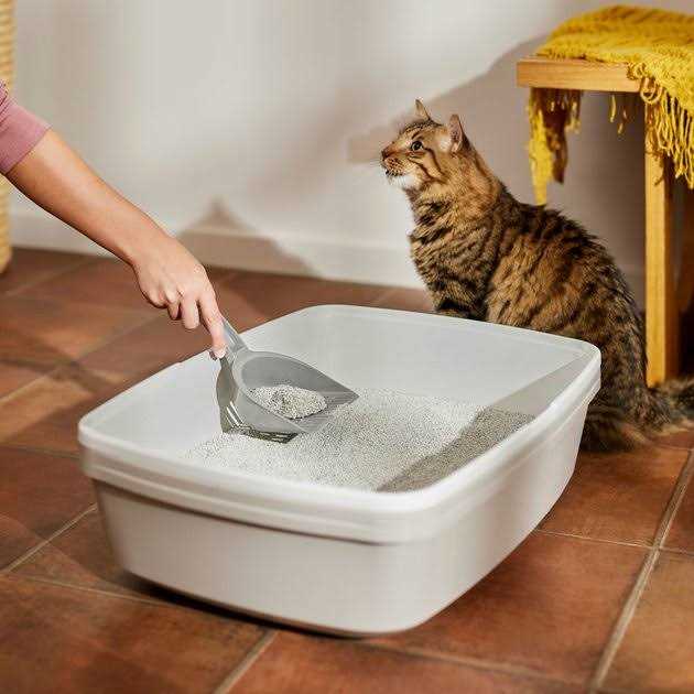 Scented Clumping Clay Cat Litter O9761