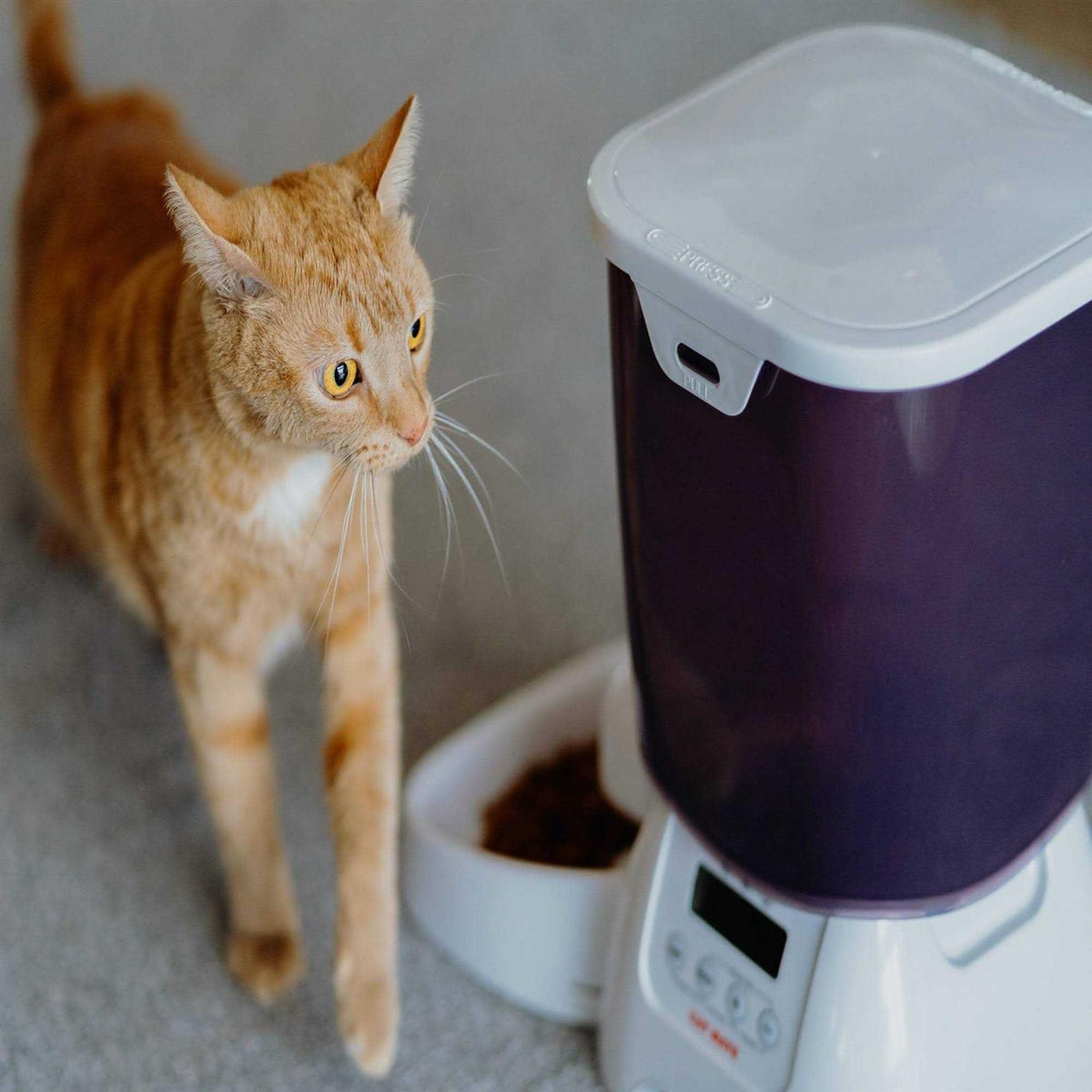 Automatic Dry Pet Food Feeder G179123