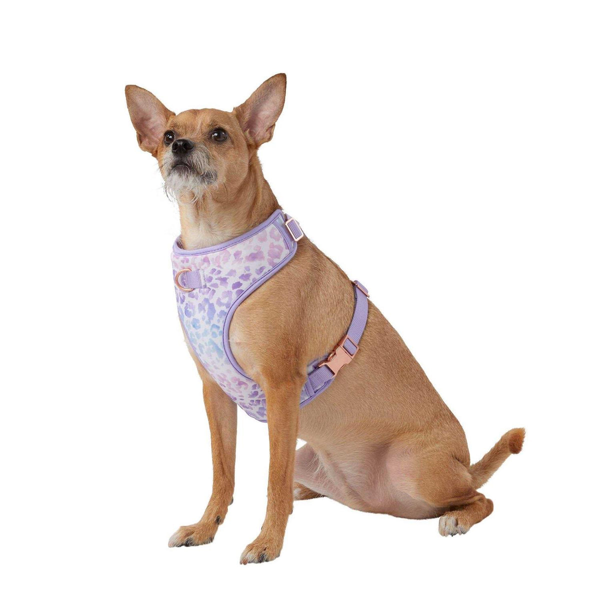 Dog Harness C145115