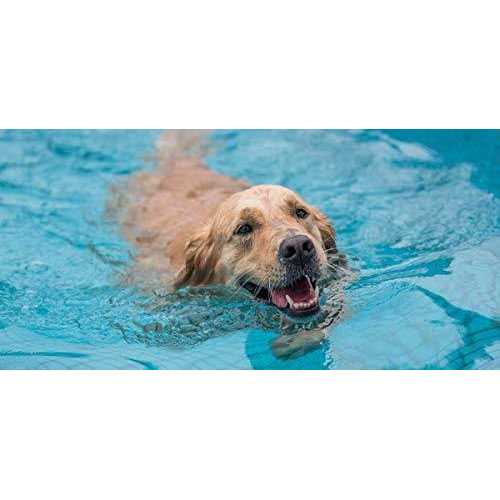 Pool Ramp for Dogs O787