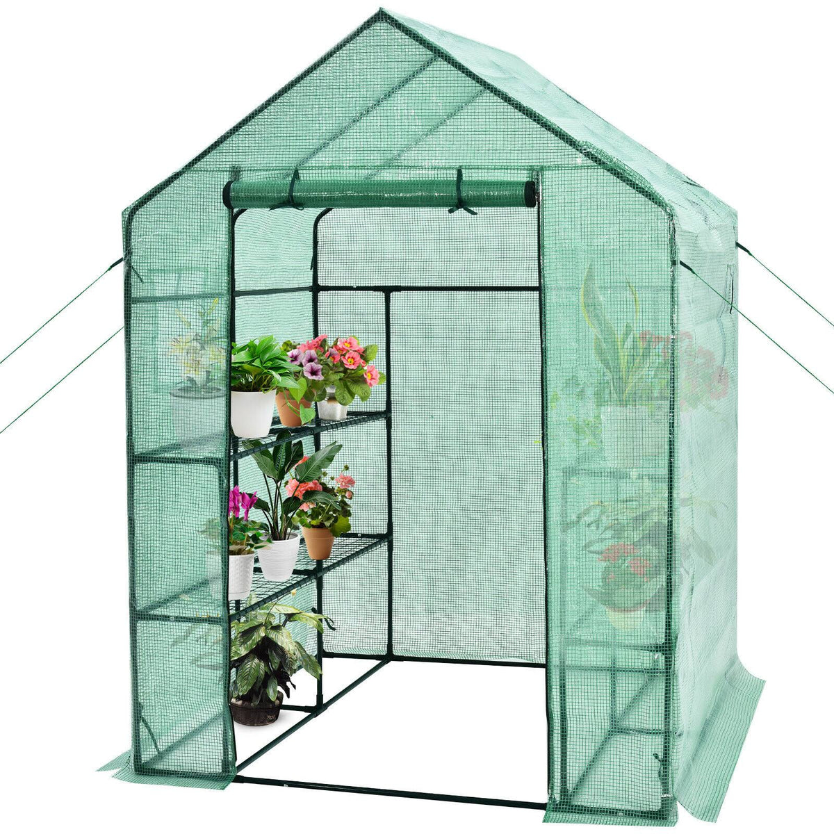 Walk-In Greenhouse with Observation Windows I329